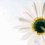 Alessandra Heathcote